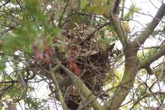 Pseudocheirus peregrinus