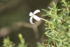 Bouvardia erecta