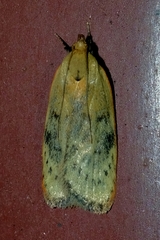 Phaeosaces coarctatella