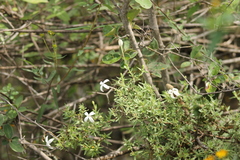 Bouvardia erecta