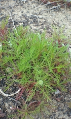 Gilia capitata chamissonis
