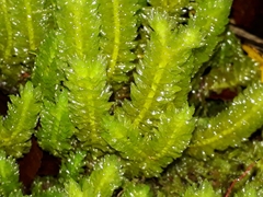 Schistochila nobilis
