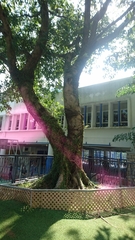 Ficus virens sublanceolata