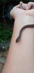 Boaedon fuliginosus
