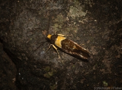 Epithymema helias