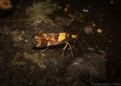 Epithymema helias