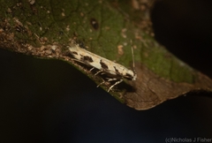 Limnaecia platychlora