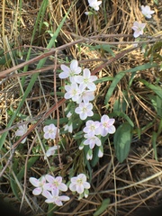Claytonia rosea
