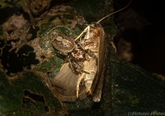Paraphilaeus daemeli