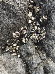 Brachidontes