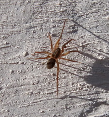 Scotina celans