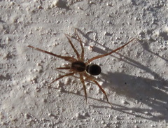 Scotina celans