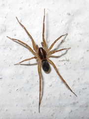 Scotina celans