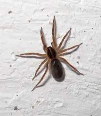 Scotina celans