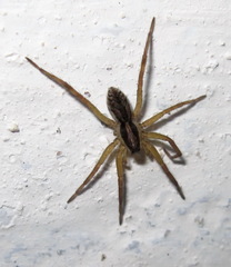 Scotina celans