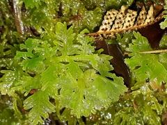 Trichocolea mollissima