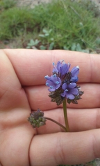 Gilia capitata chamissonis