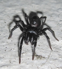Atypus muralis
