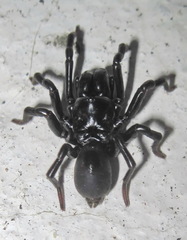 Atypus muralis