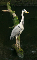 Ardea cinerea