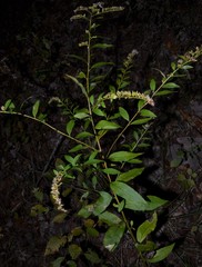 Solidago delicatula