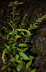 Solidago delicatula