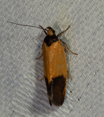 Merocroca automima