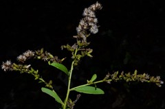 Solidago delicatula