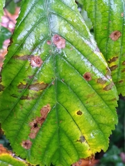 Cameraria ohridella