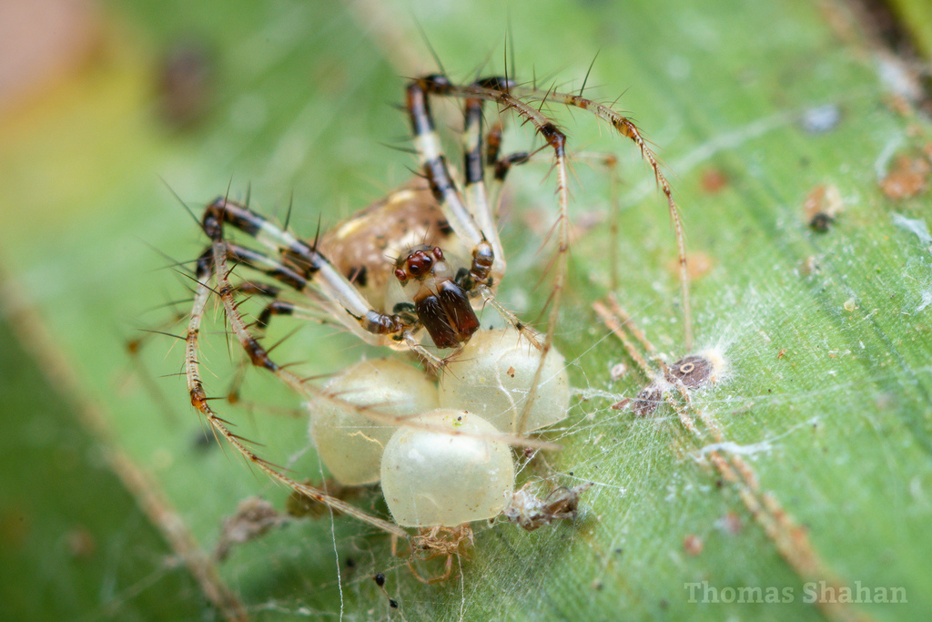 Pirate Spiders