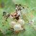 Pirate Spiders - Photo (c) Thomas Shahan, some rights reserved (CC BY-NC), uploaded by Thomas Shahan
