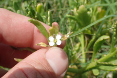 Cakile geniculata