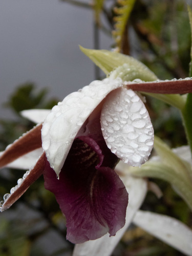 Calanthe tankervilleae