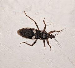 Varus flavoannulatus