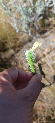 Gnidia anomala (Gnidia anomala)