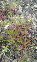 Gilia capitata chamissonis