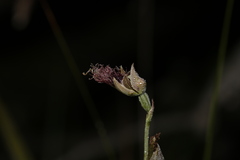 Calochilus robertsonii