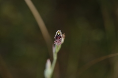 Calochilus robertsonii