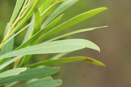 Image of Acacia uncifolia by (c) Rod Lowther, some rights reserved (CC BY)