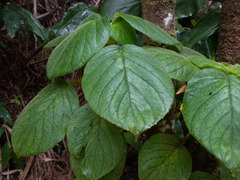 Cyrtandra platyphylla