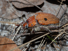 Anoplognathus velutinus
