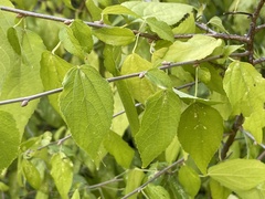 Acalypha filipes