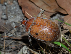 Anoplognathus velutinus