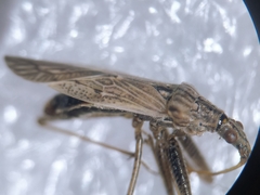 Nabis punctatus