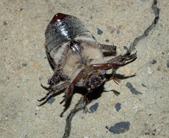 Anoplognathus velutinus