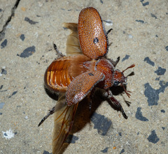 Anoplognathus velutinus