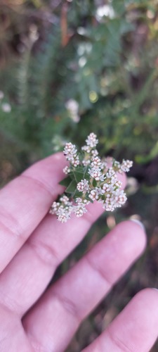 Brunia cordata (Brunia cordata)