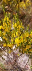 Erica campanularis