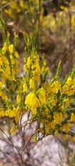 Erica campanularis