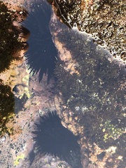 Echinometra oblonga